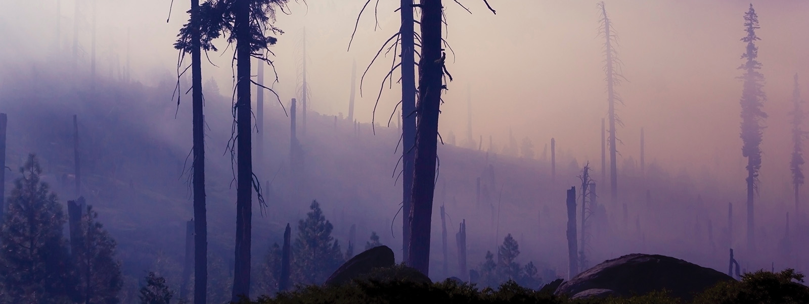 The Burning Issue: Managing Wildfire Risk